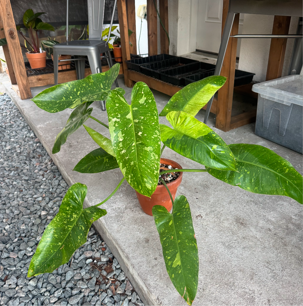 Philodendron Jose Bouno