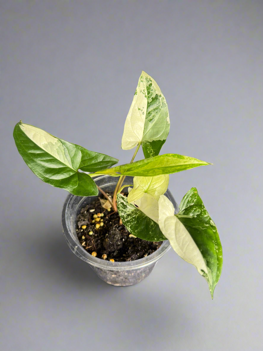 Syngonium ‘Albo’ – Variegated Beauty in 4”