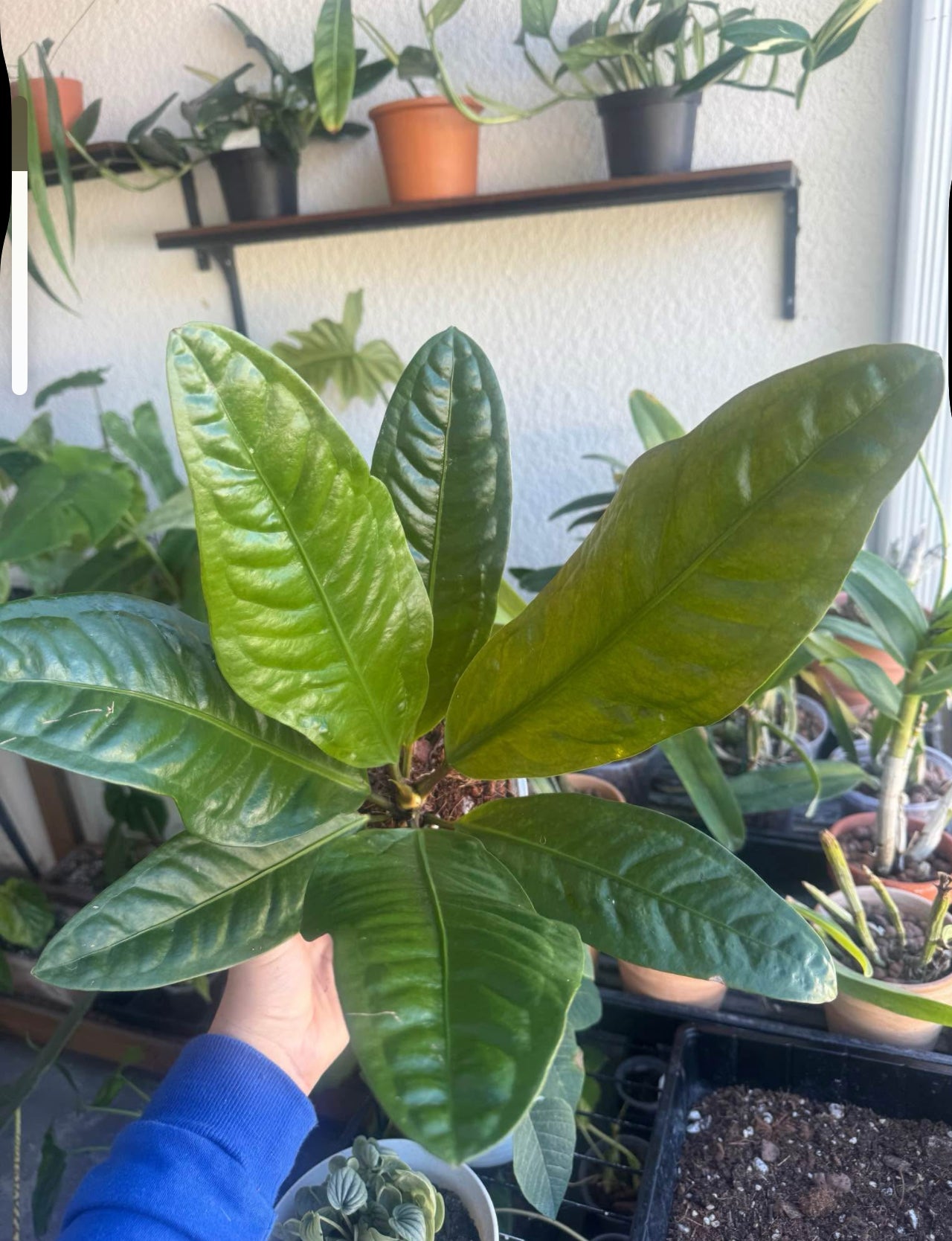 Anthurium superbum – Bird’s Nest Anthurium with Textured Leaves