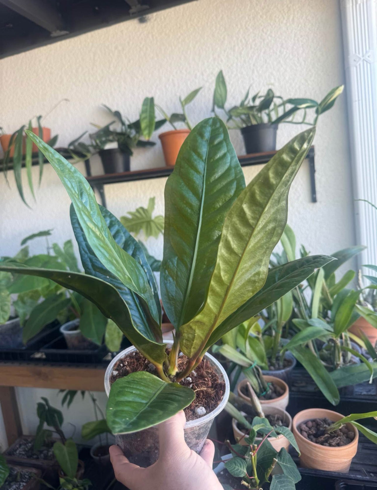 Anthurium superbum – Bird’s Nest Anthurium with Textured Leaves