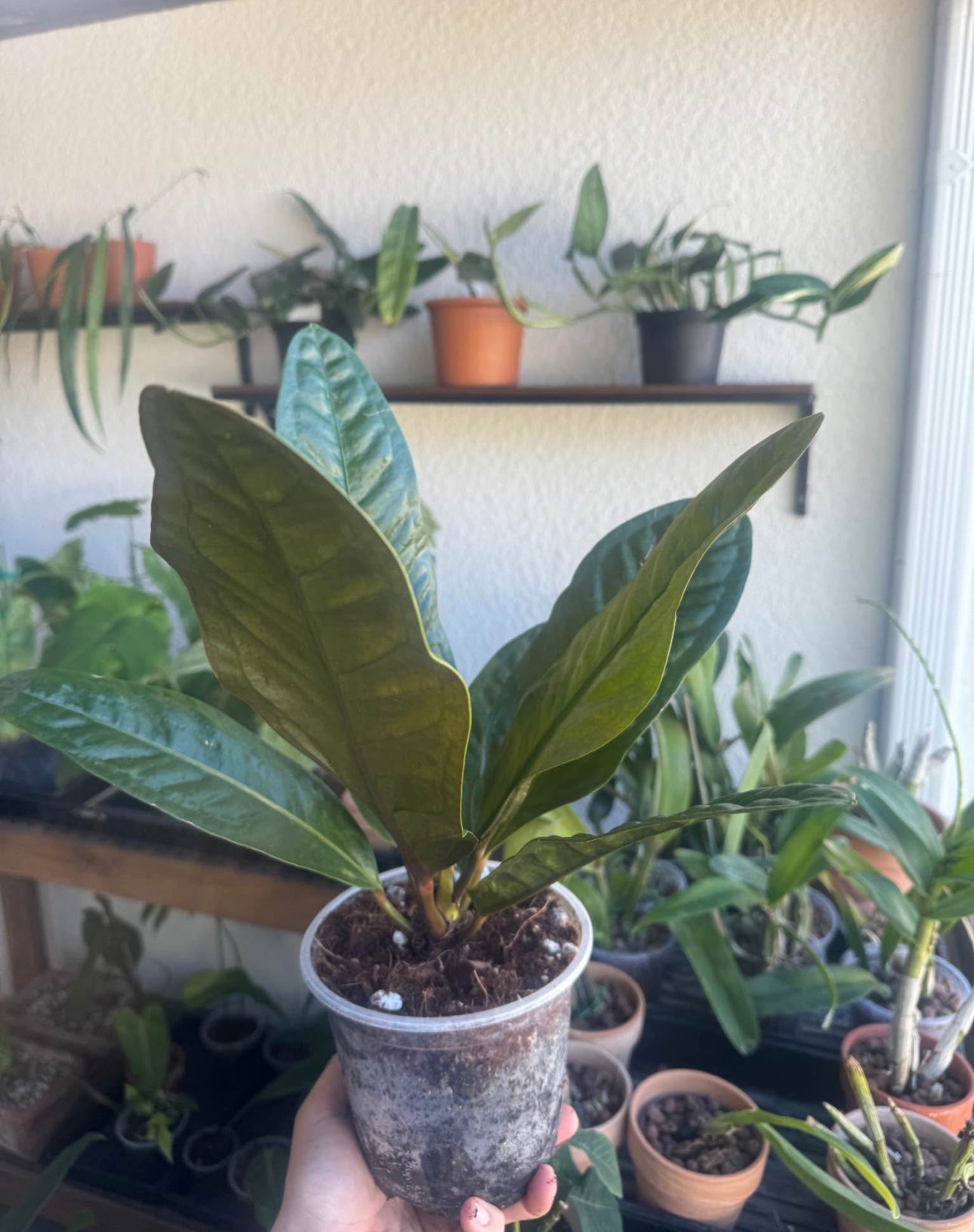 Anthurium superbum – Bird’s Nest Anthurium with Textured Leaves