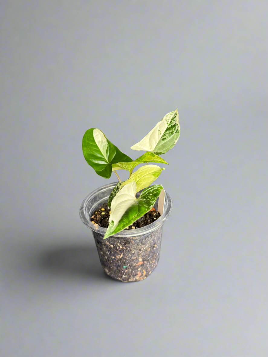 Syngonium ‘Albo’ – Variegated Beauty in 4”