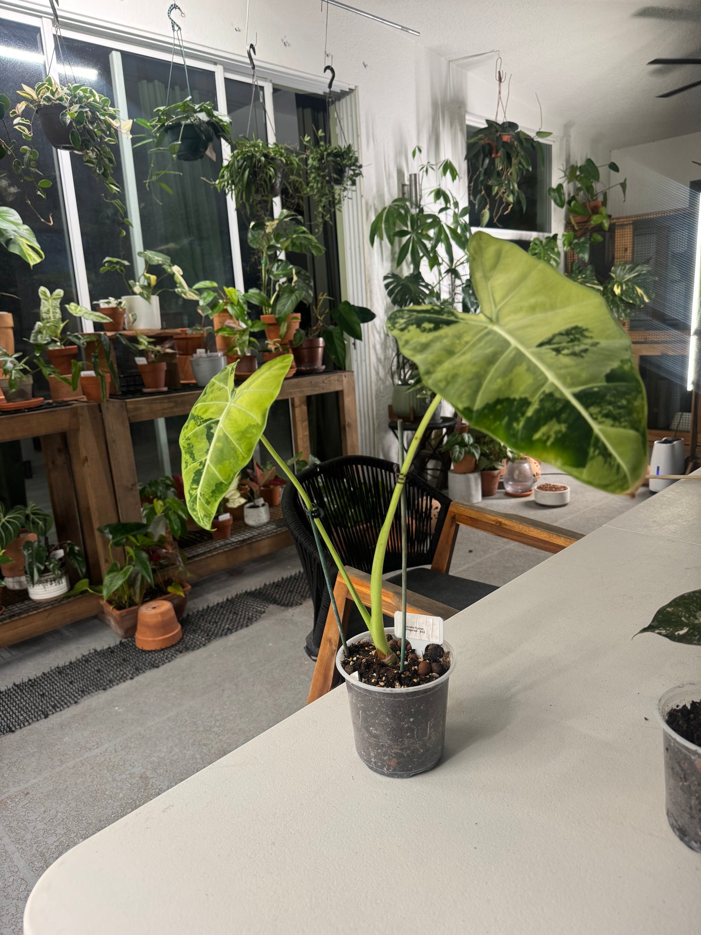 Alocasia micholitziana ‘Frydek’ Variegata