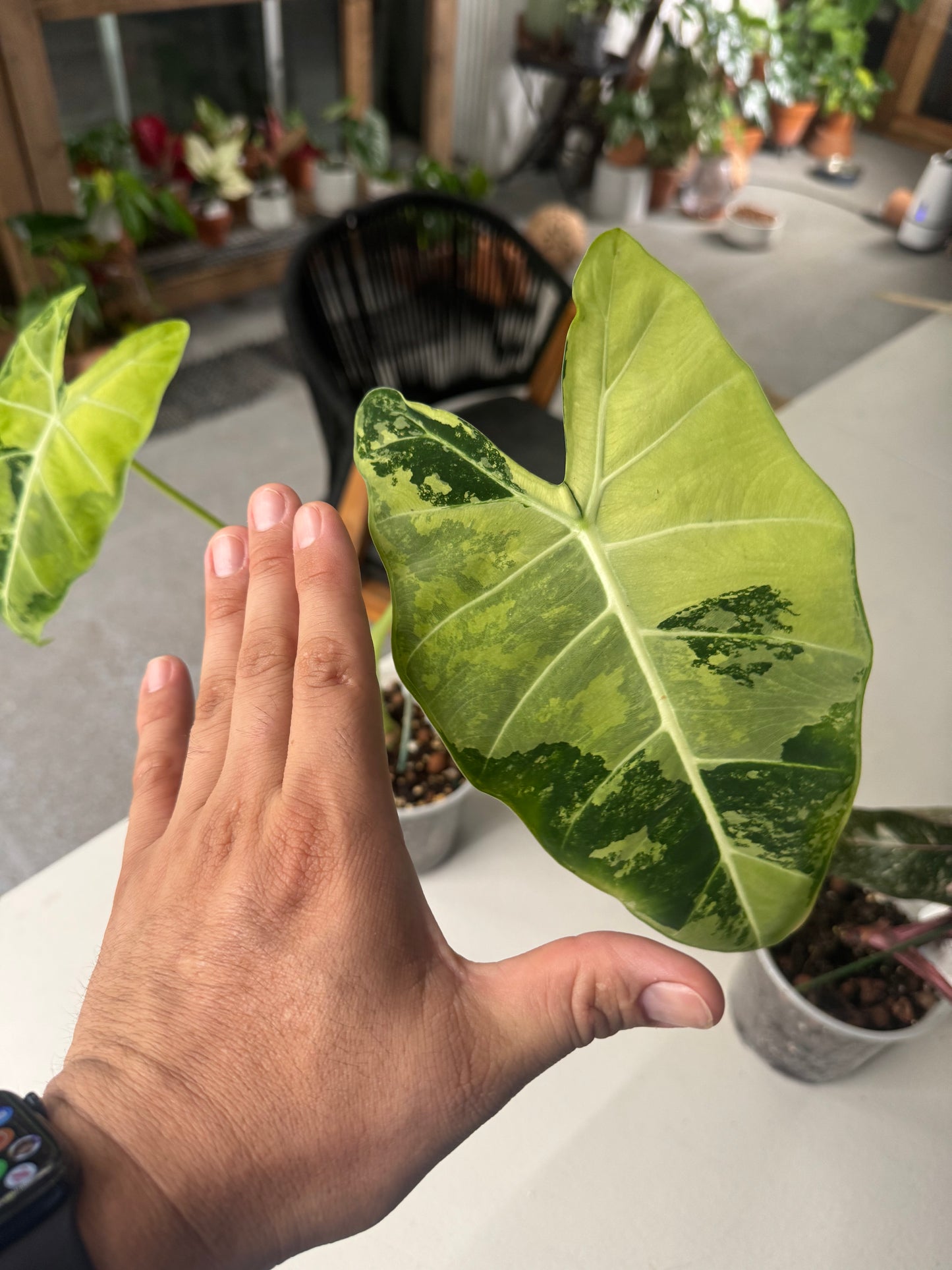 Alocasia micholitziana ‘Frydek’ Variegata