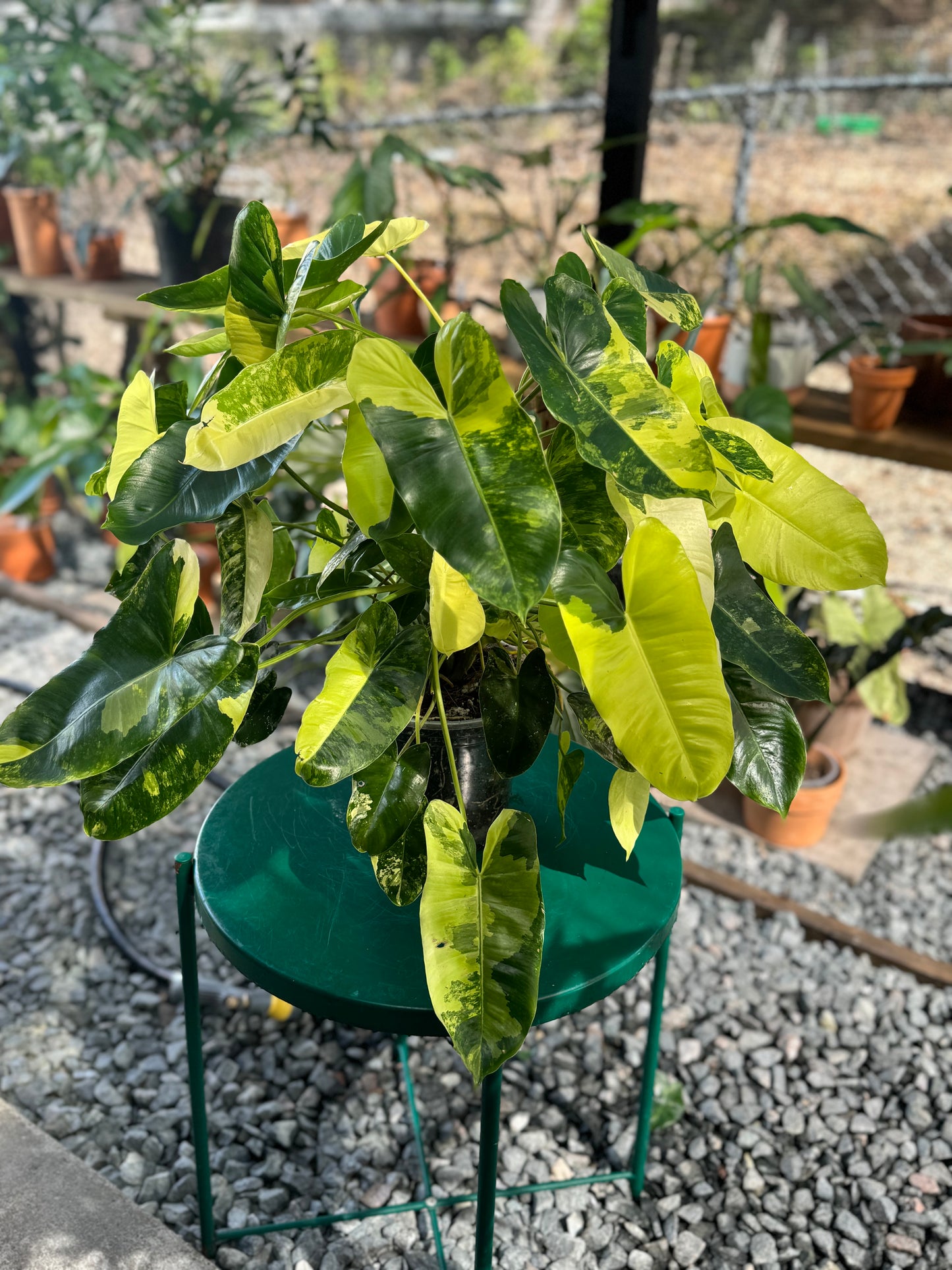 Philodendron Burle Marx Variegated, 4”