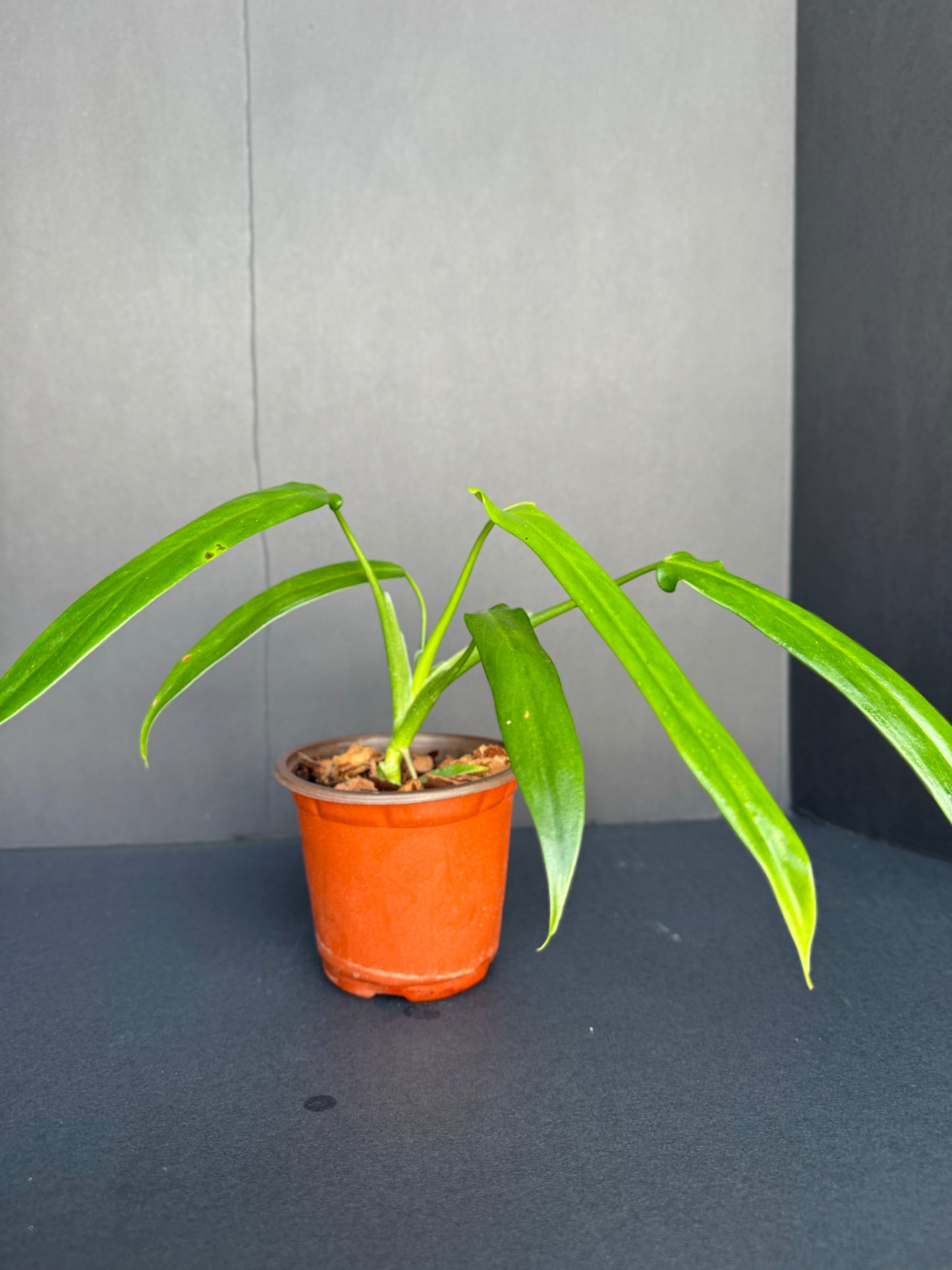 Philodendron Paloraense, 4”