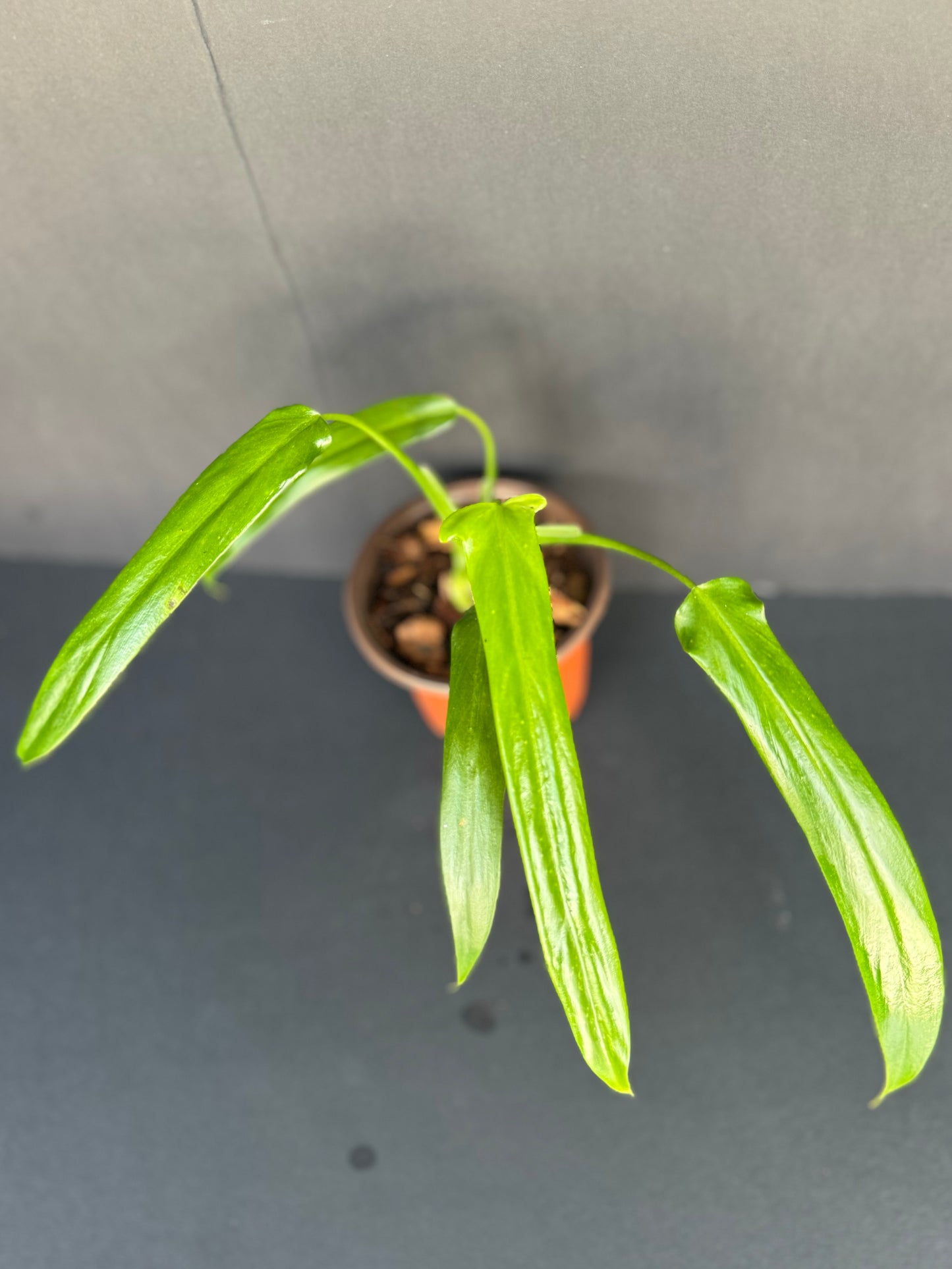 Philodendron Paloraense, 4”