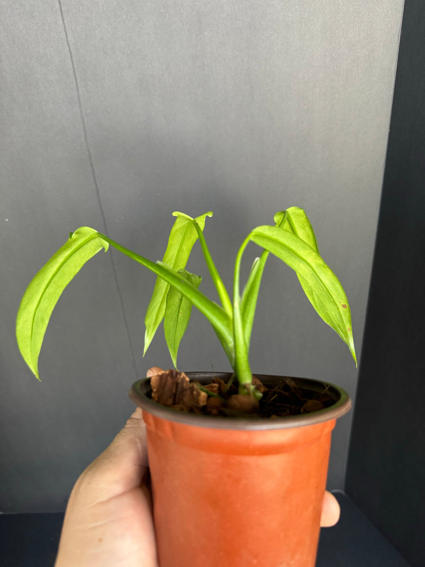 Philodendron Paloraense, 4”
