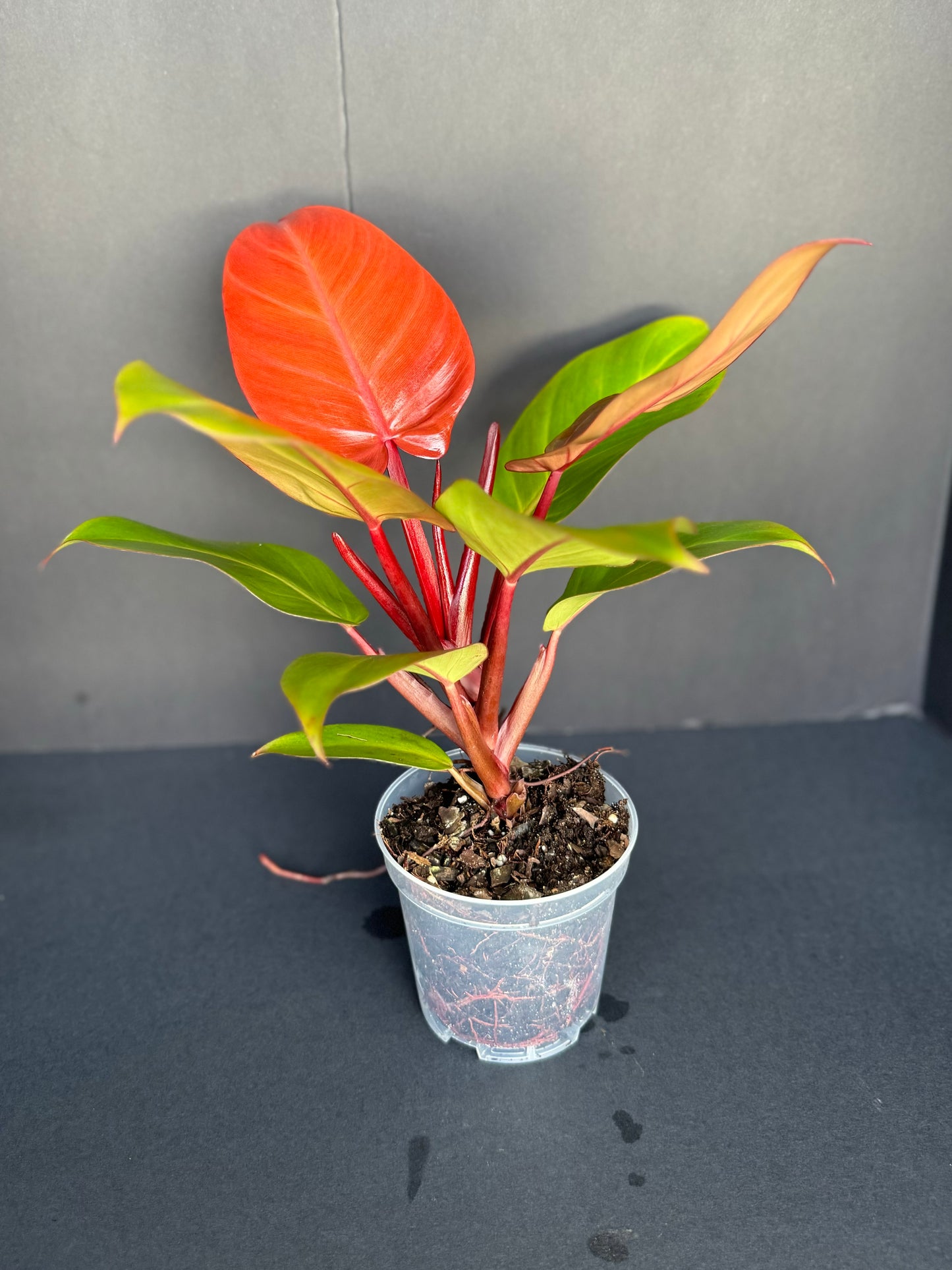 Philodendron ‘McColley’s Finale’, 4”
