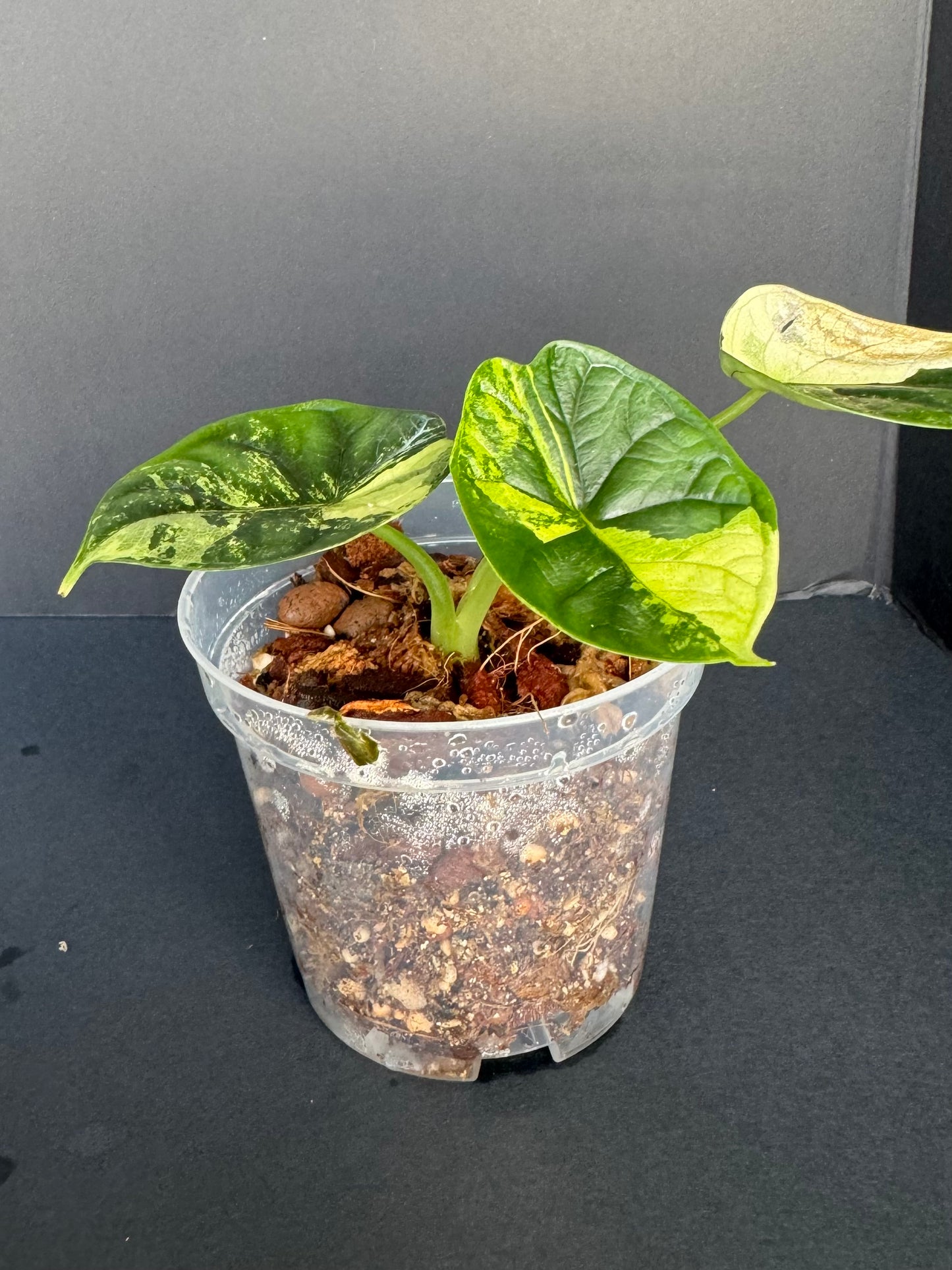 Alocasia ‘Dragon Scale’ Variegated. 4”