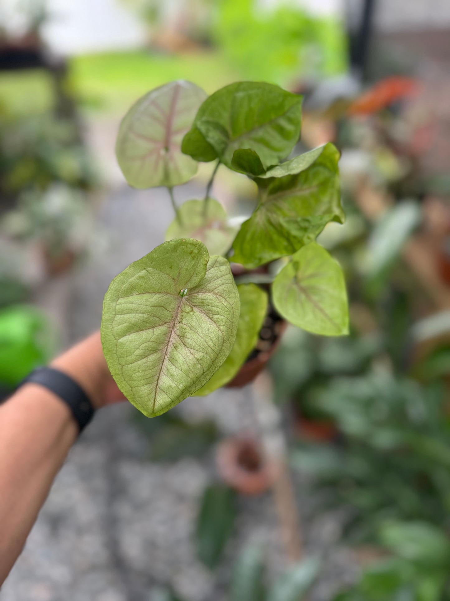 Syngonium podophyllum 'Bold Allusion'