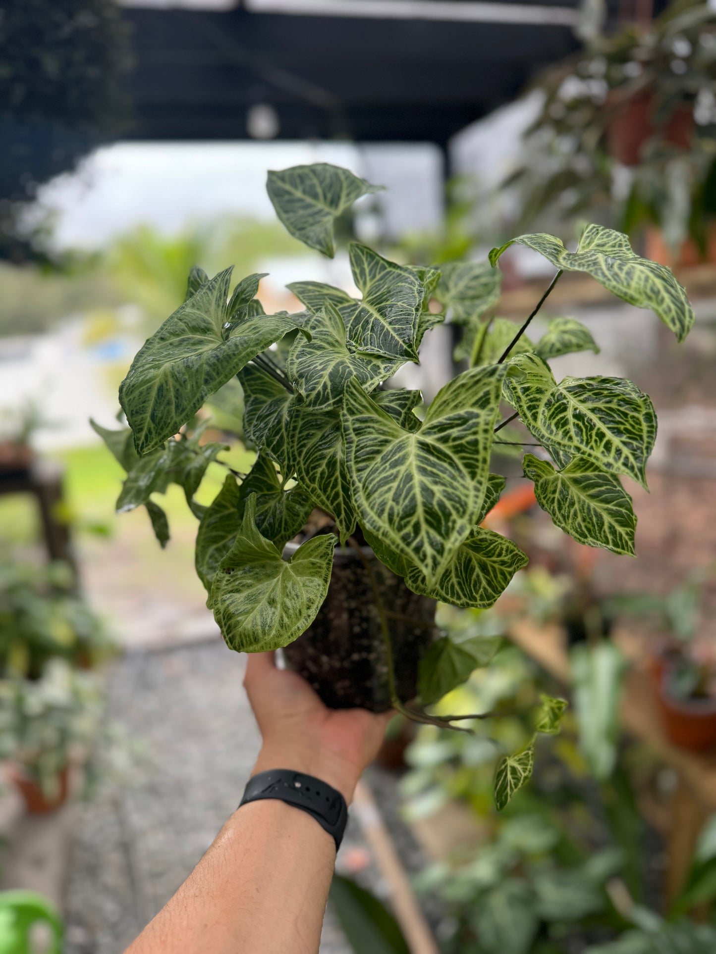 Syngonium podophyllum ‘Batik’