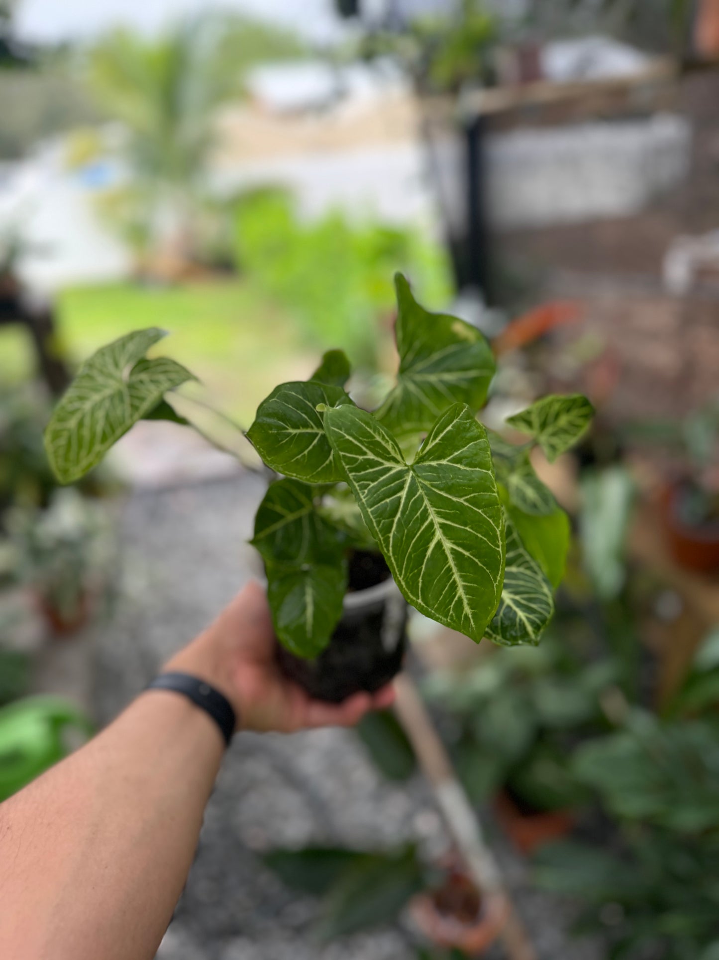 Syngonium podophyllum ‘Batik’
