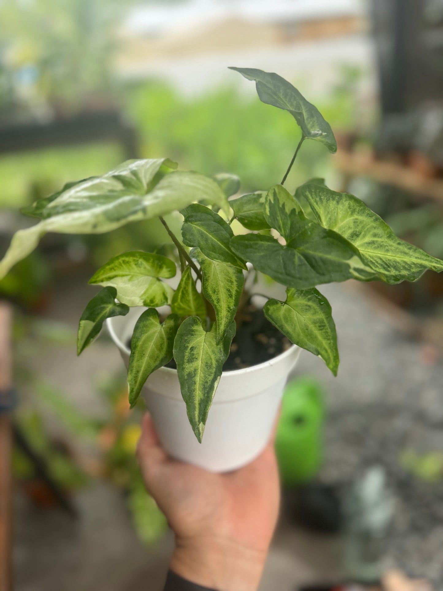 Syngonium podophyllum ‘Three Kings’, 6”