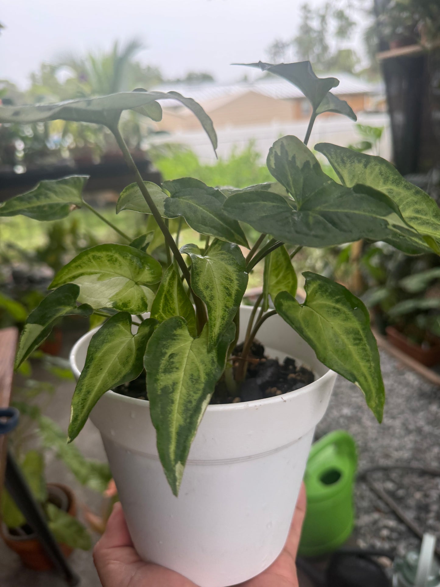 Syngonium podophyllum ‘Three Kings’, 6”