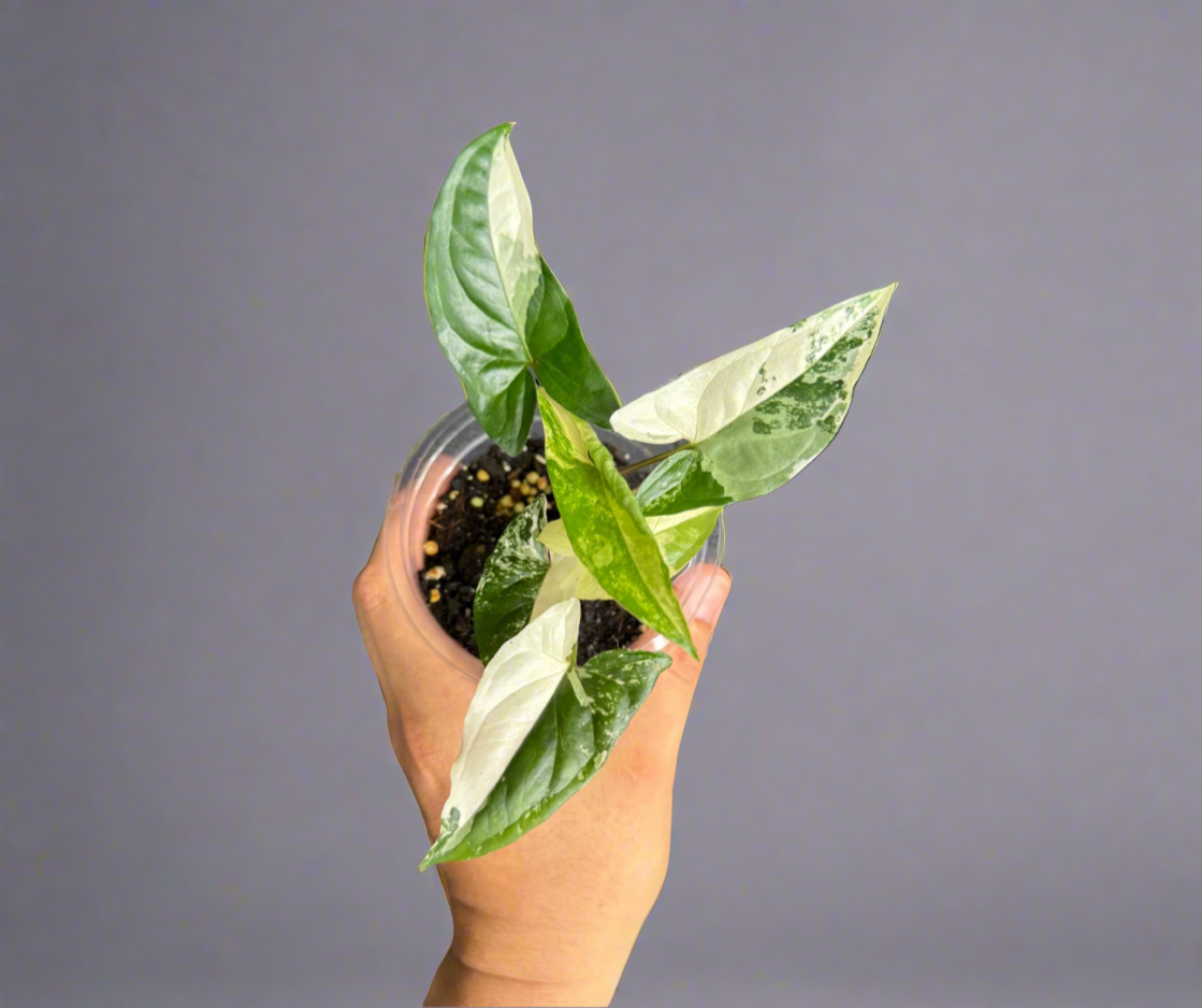 Syngonium ‘Albo’ – Variegated Beauty in 4”