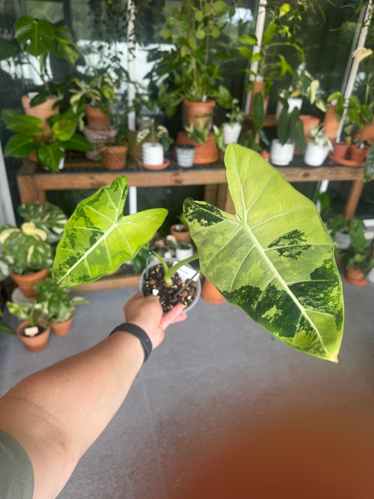 Alocasia micholitziana ‘Frydek’ Variegata