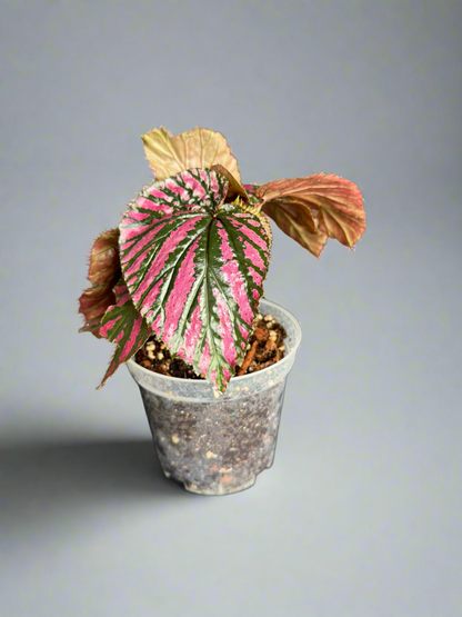 Begonia brevirimosa – Pink-Metallic Foliage in 4” Pot