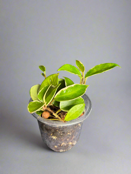 Hoya Krimson Queen – Variegated Wax Plant in 4” Pot