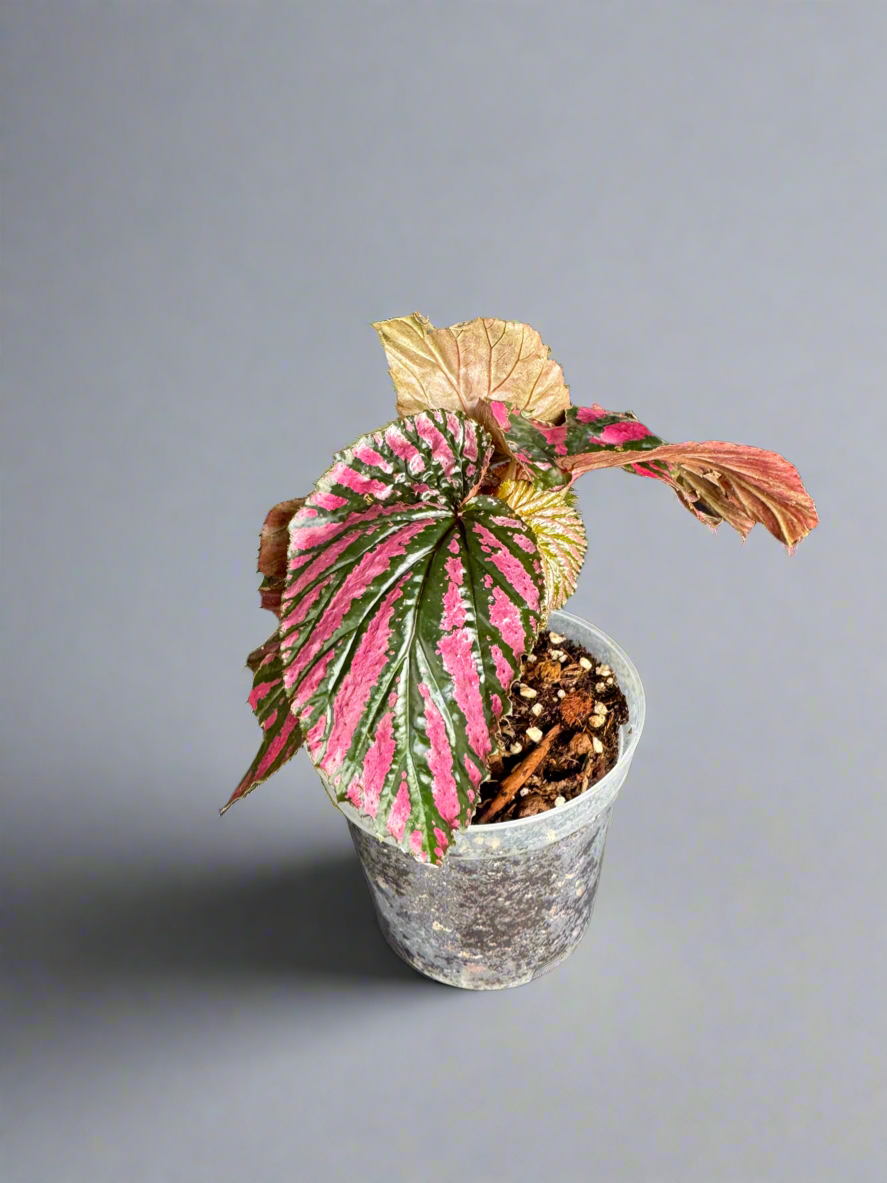 Begonia brevirimosa – Pink-Metallic Foliage in 4” Pot