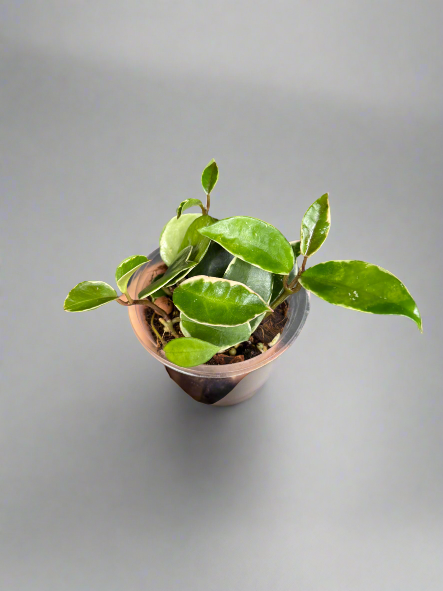 Hoya Krimson Queen – Variegated Wax Plant in 4” Pot