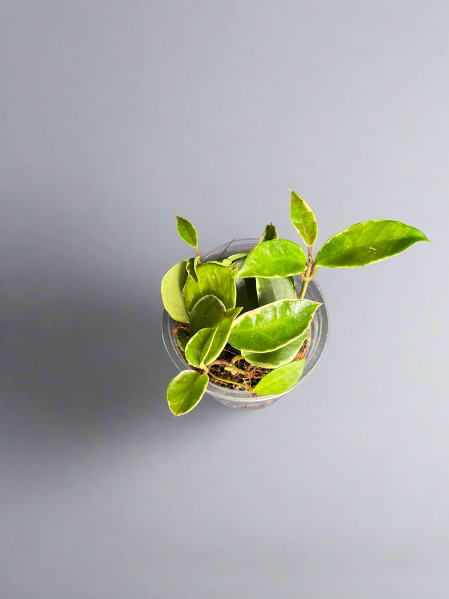 Hoya Krimson Queen – Variegated Wax Plant in 4” Pot