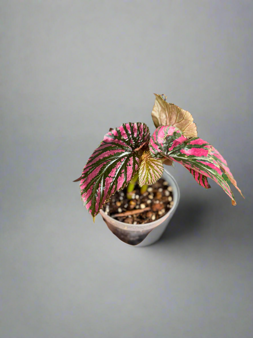 Begonia brevirimosa – Pink-Metallic Foliage in 4” Pot
