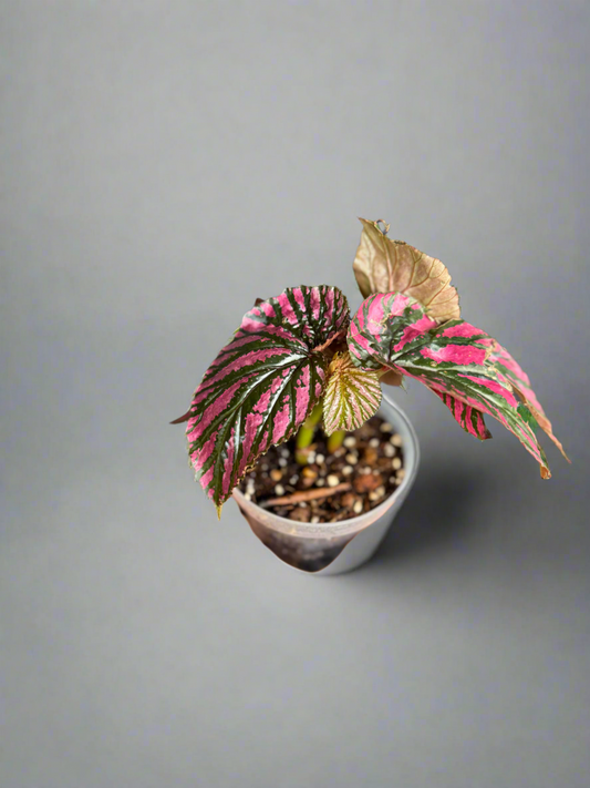 Begonia brevirimosa – Pink-Metallic Foliage in 4” Pot