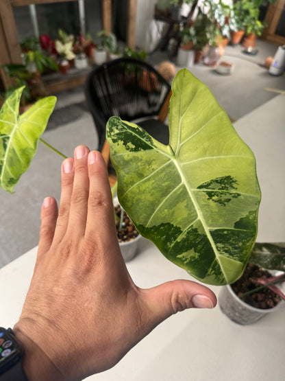 Alocasia micholitziana ‘Frydek’ Variegata