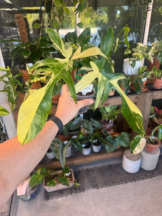 Philodendron Florida beauty variegated