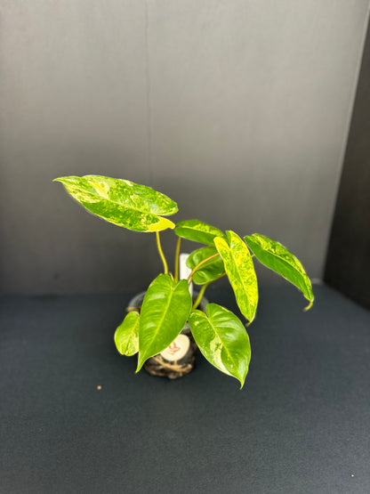 Philodendron Burle Marx Variegated, 4”