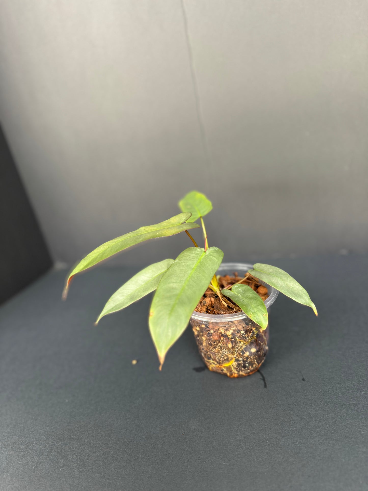 Philodendron atabapoense, 4”