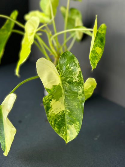 Philodendron Burle Marx Variegated, 4”