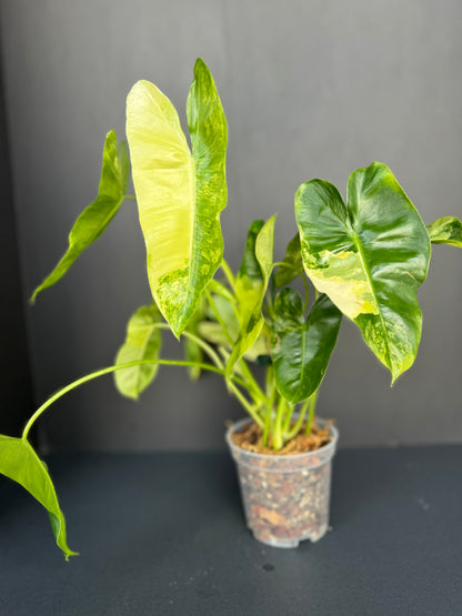 Philodendron Burle Marx Variegated, 4”