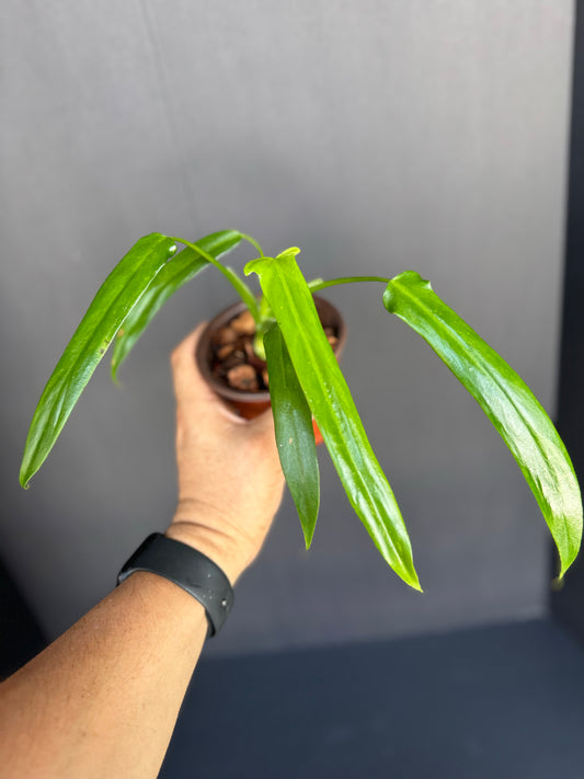 Philodendron Paloraense, 4”