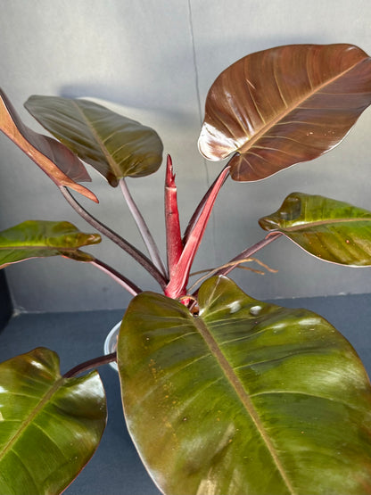 Philodendron ‘Black Cardinal’, 5”