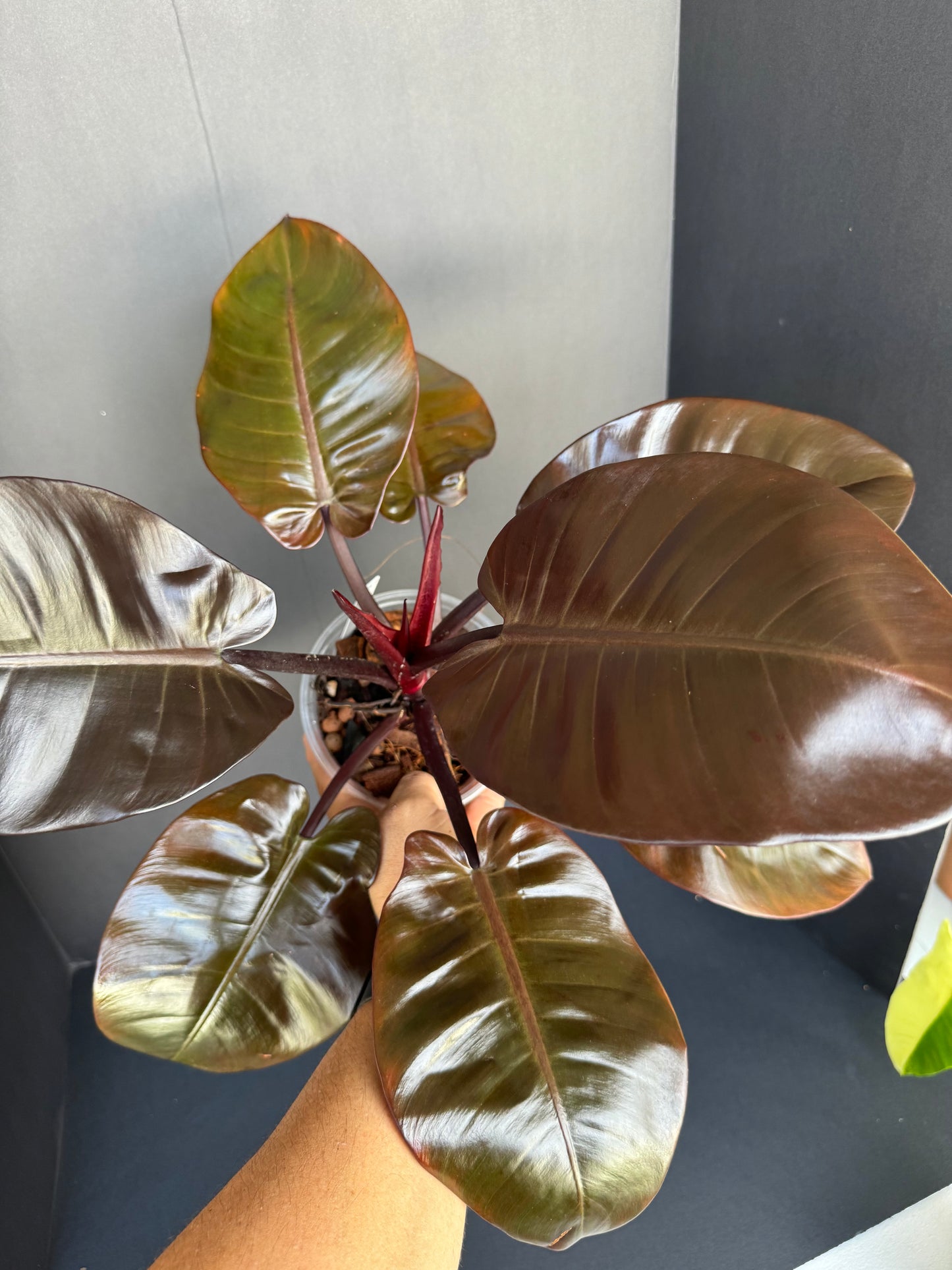 Philodendron ‘Black Cardinal’, 5”