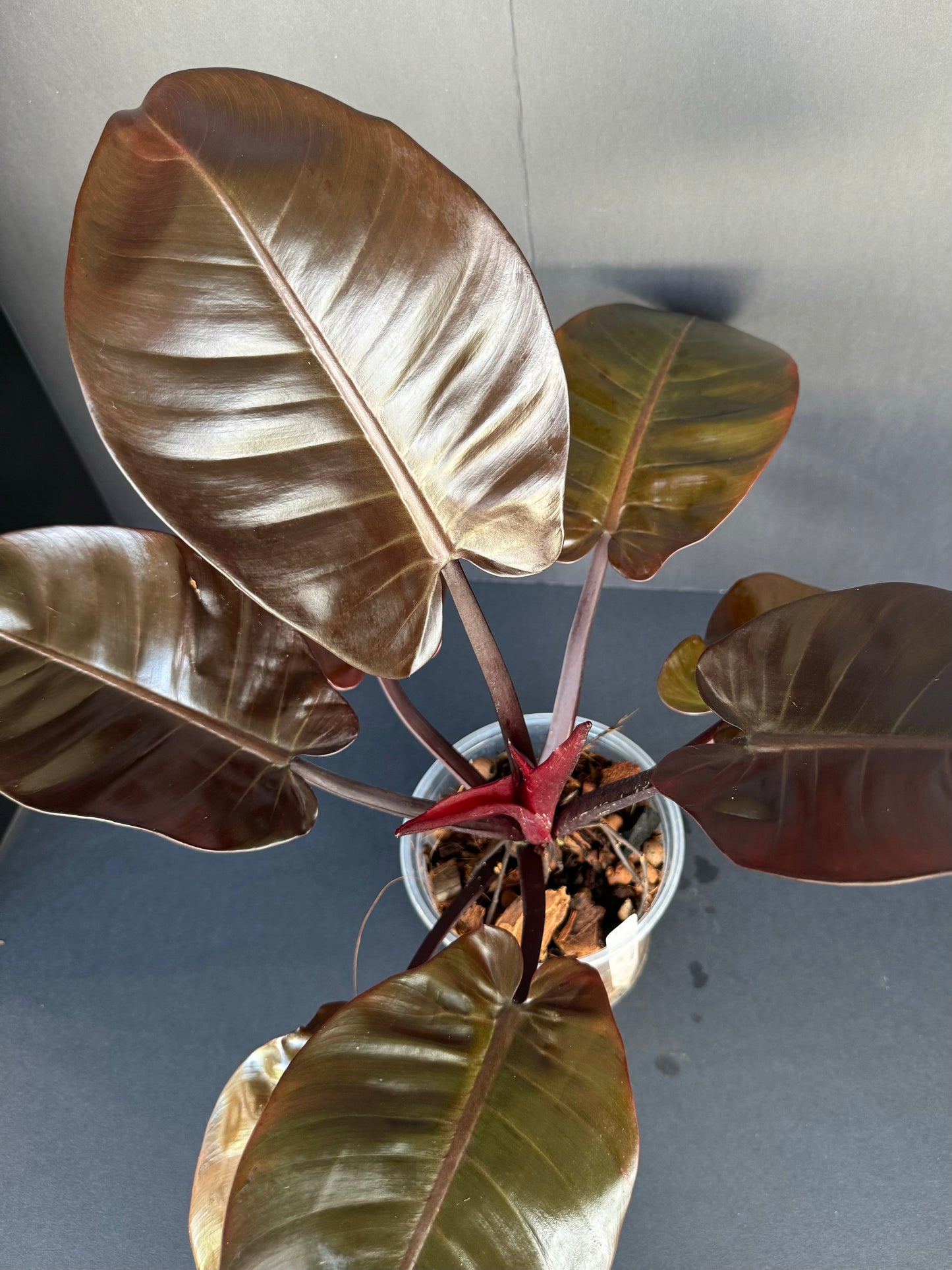 Philodendron ‘Black Cardinal’, 5”