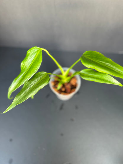 Monstera ‘Burle Marx’s Flame’ 4”