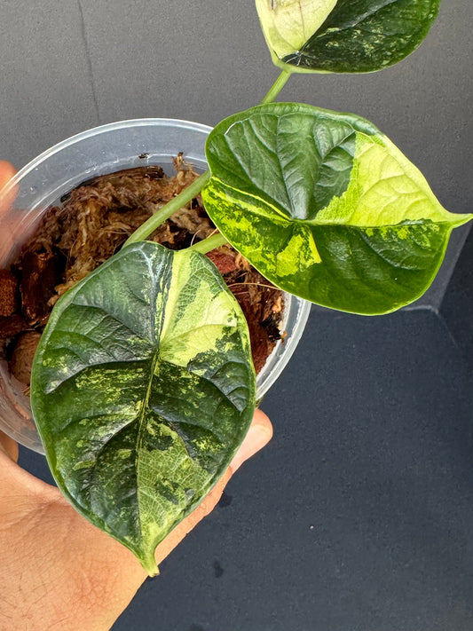 Alocasia ‘Dragon Scale’ Variegated. 4”