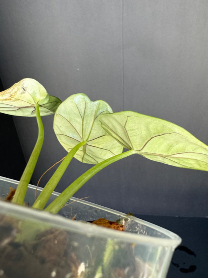 Alocasia ‘Dragon Scale’ Variegated. 4”