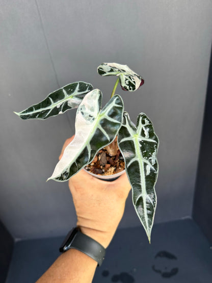 Alocasia ‘Pink Bambino’ Variegated, 4”