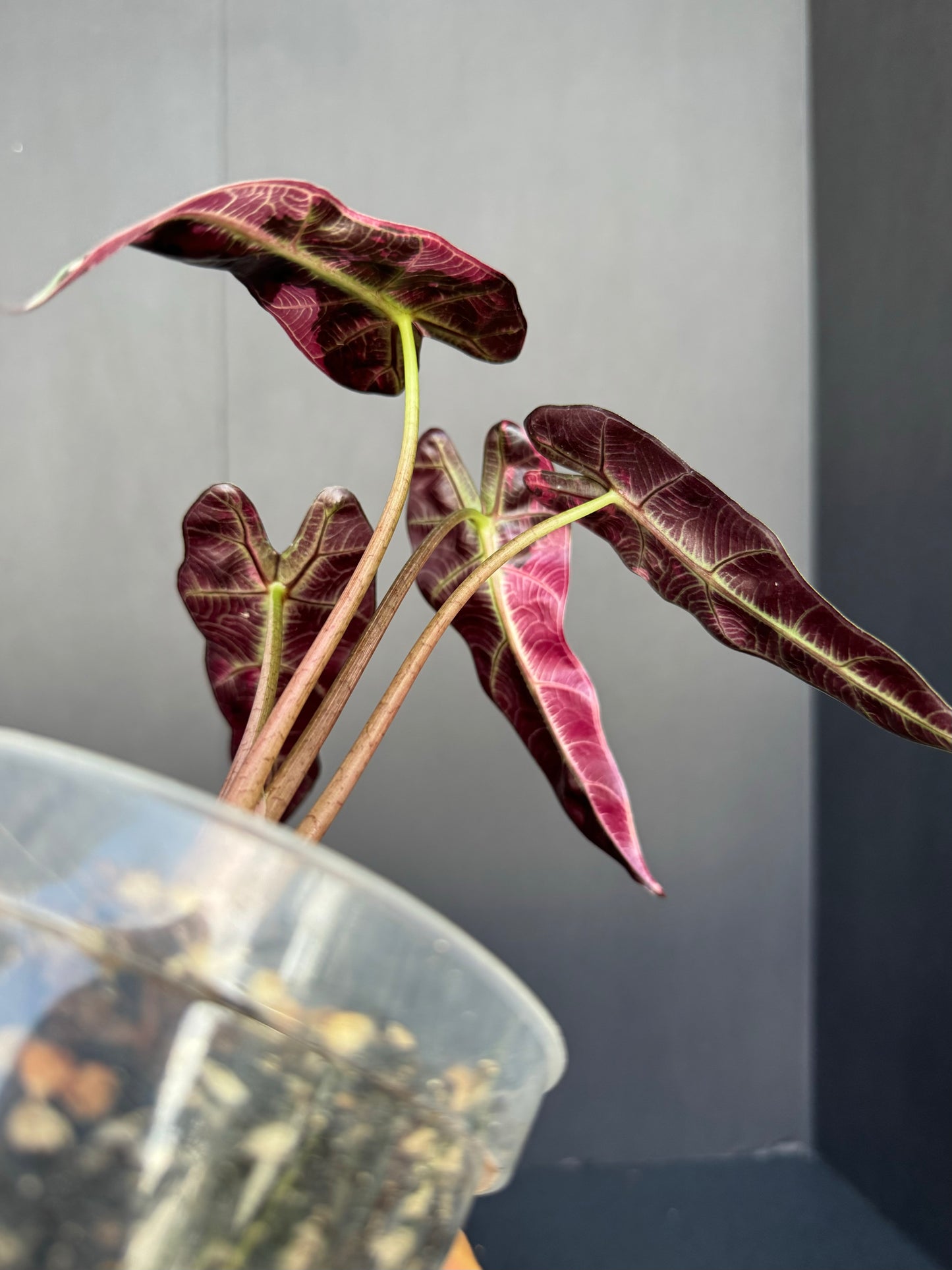 Alocasia ‘Pink Bambino’ Variegated, 4”