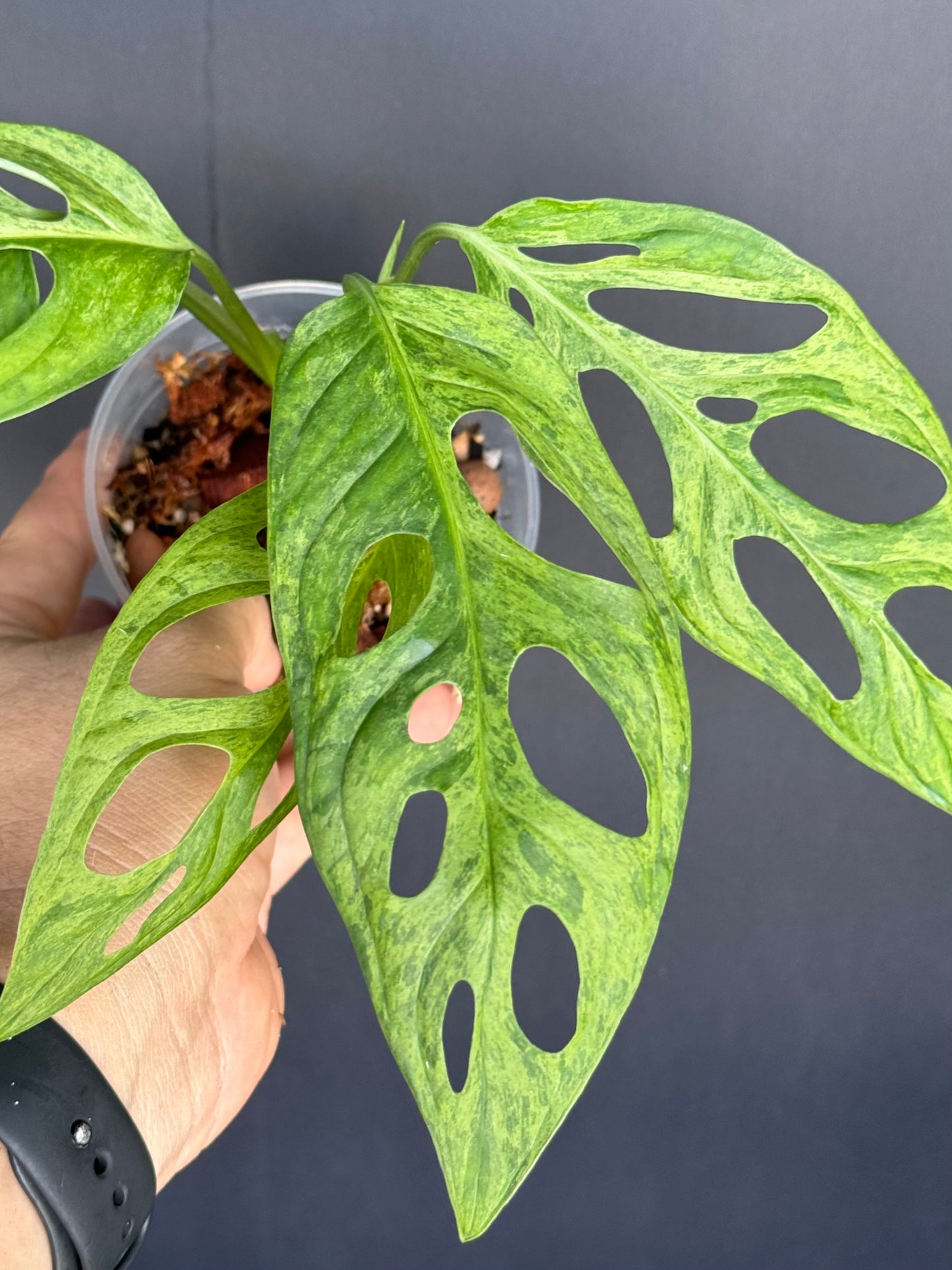 Monstera adansonii ‘Mint Variegated. 4”