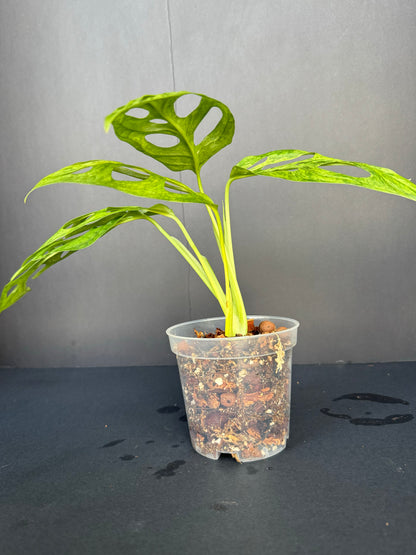 Monstera adansonii ‘Mint Variegated. 4”