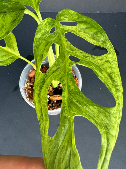 Monstera adansonii ‘Mint Variegated. 4”