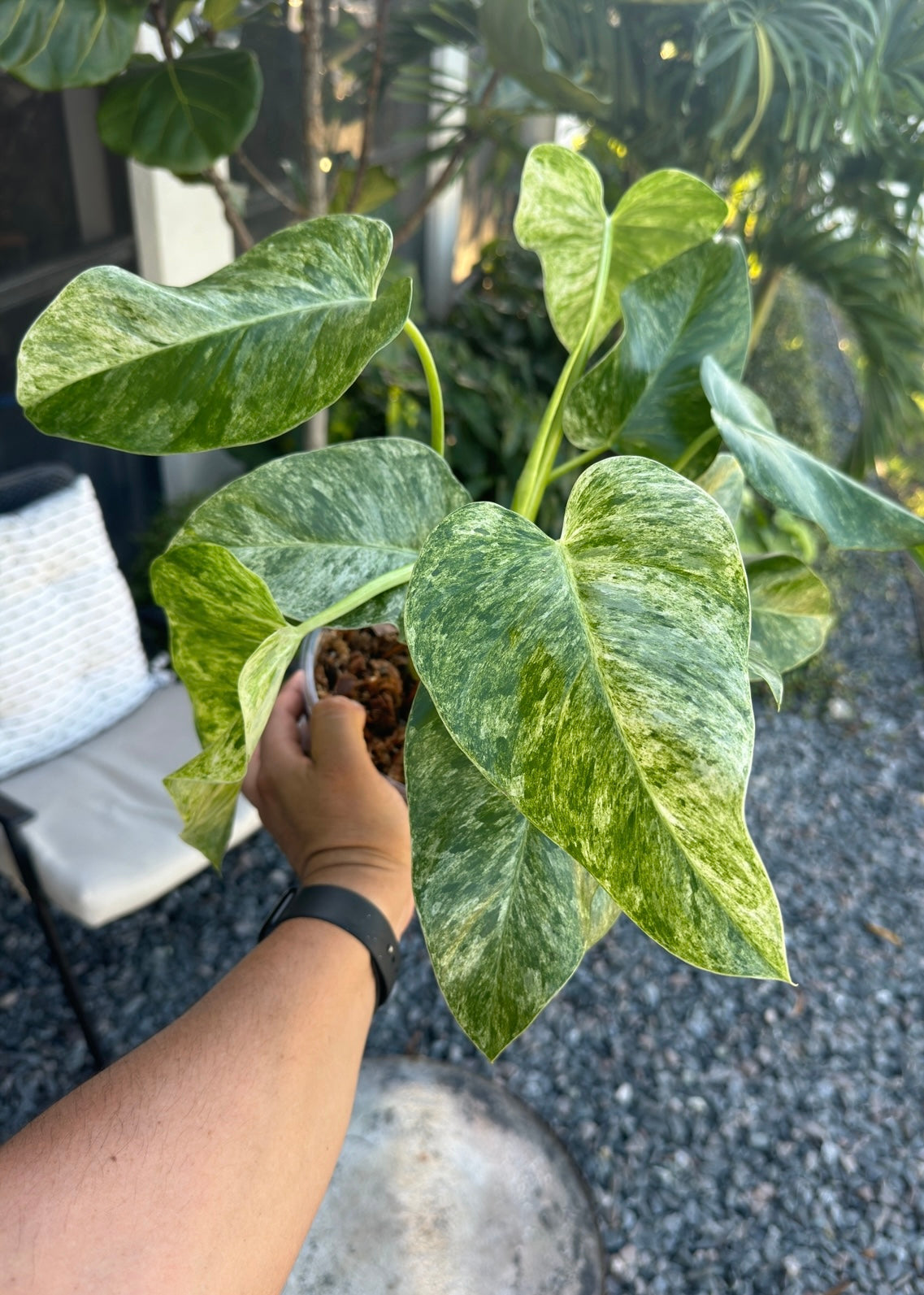 Philodendron Gigantum Variegated, 6”