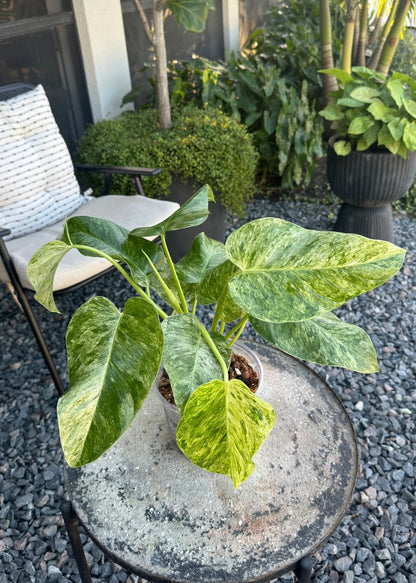 Philodendron Gigantum Variegated, 6”