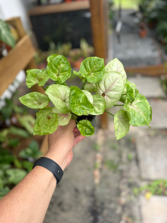 Syngonium podophyllum 'Bold Allusion'