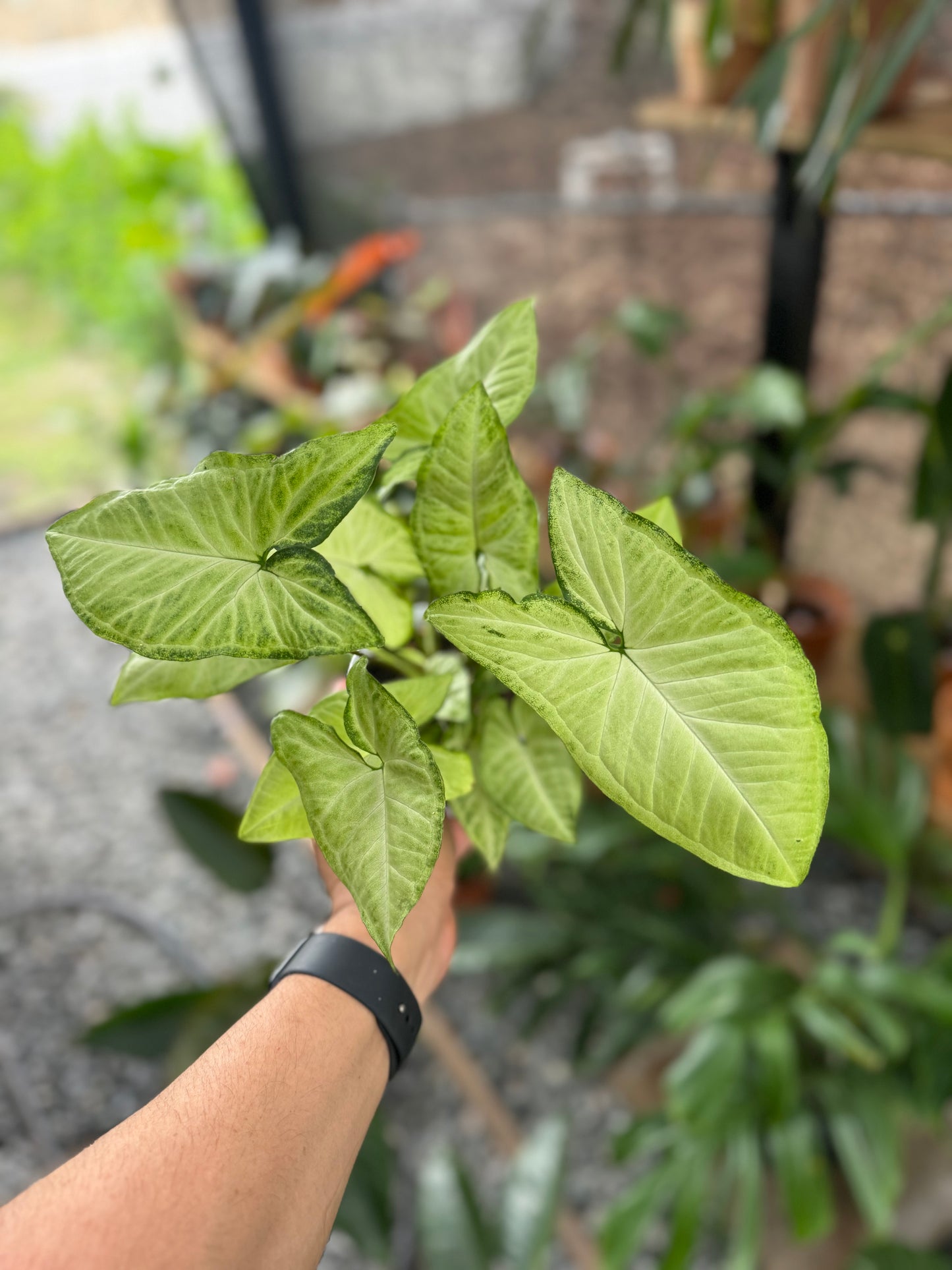 Syngonium podophyllum ‘White Butterfly’, 5”